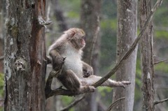 上高地くつろぎ猿