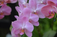 花の名前忘れてた