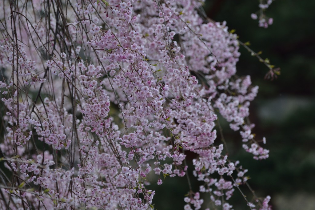 鬼怒川公園しだれ桜