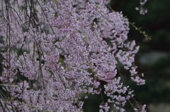 鬼怒川公園しだれ桜