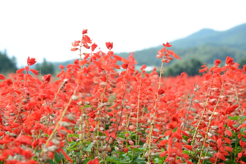 群馬_みなかみエリア_20140830_29