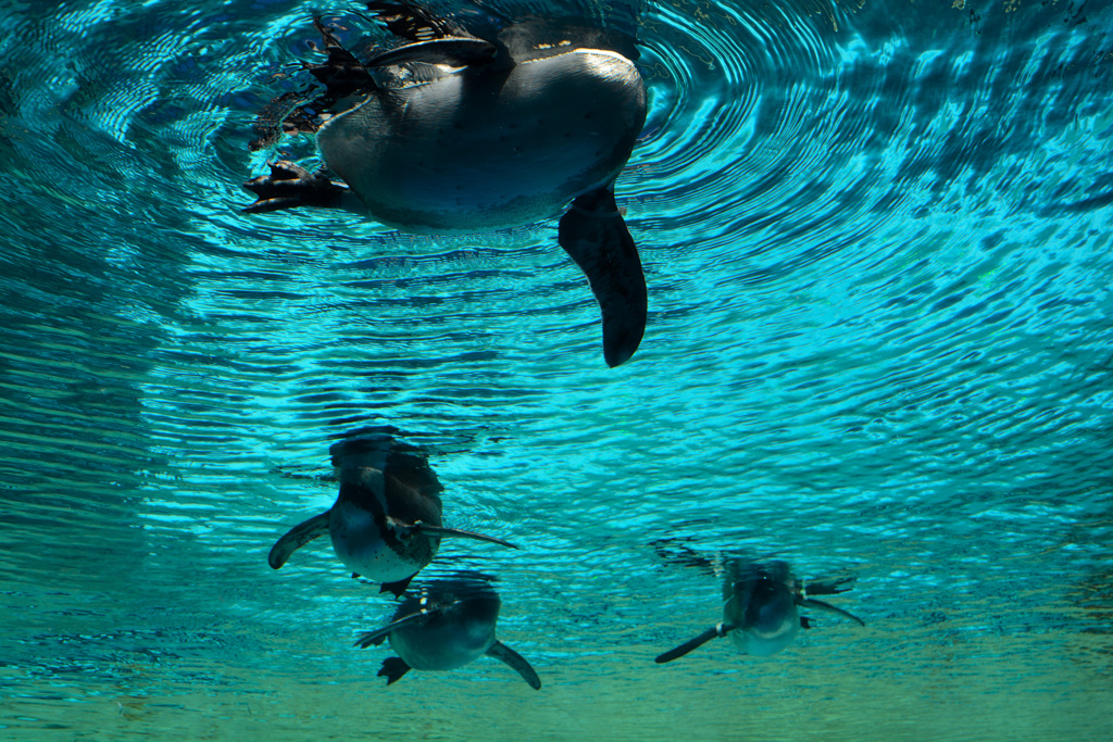 ペンギン下から見るか上から見るか