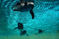 ペンギン下から見るか上から見るか