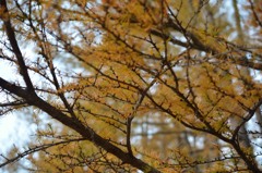 日光_20141019_18
