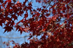 大村公園の紅葉