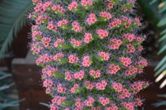 細々してる花（笑）