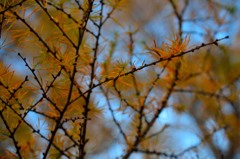 細かい紅葉w
