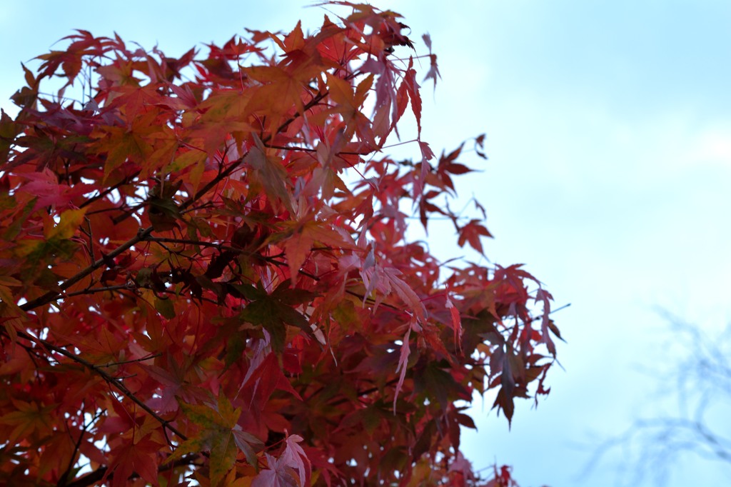 日光_20141019_1