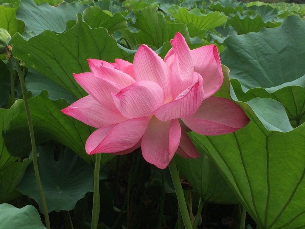 上野公園にてその2