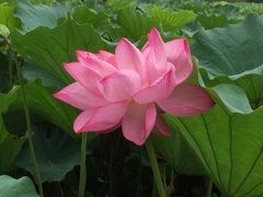上野公園にてその2