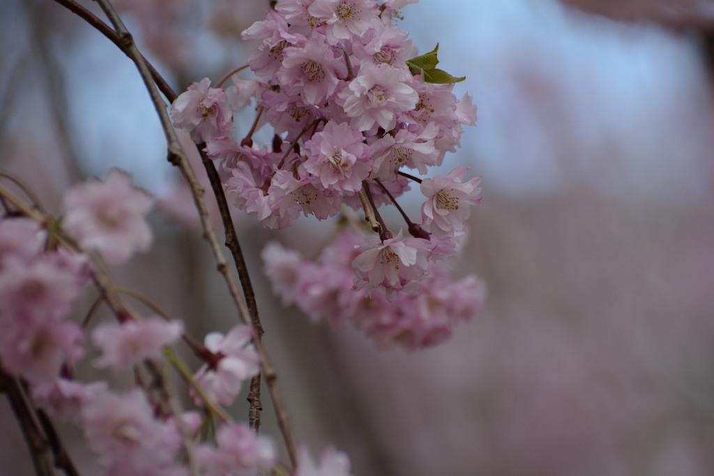 鬼怒川公園しだれ桜２