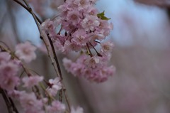 鬼怒川公園しだれ桜２