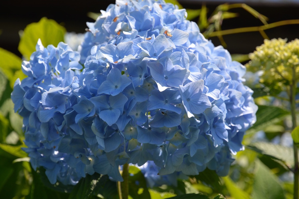 かつらぎ山の紫陽花