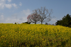 菜の花