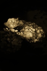 紫陽花