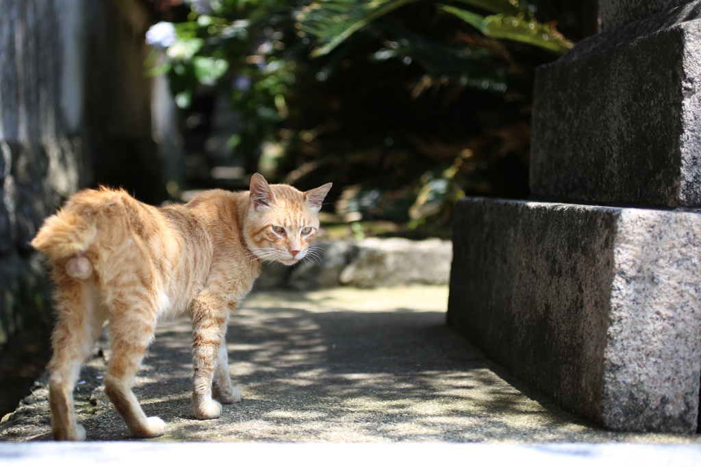 金剛福寺にて