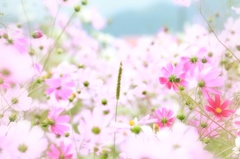 はーれむ