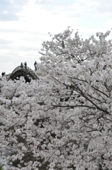 桜に浮かぶ・・