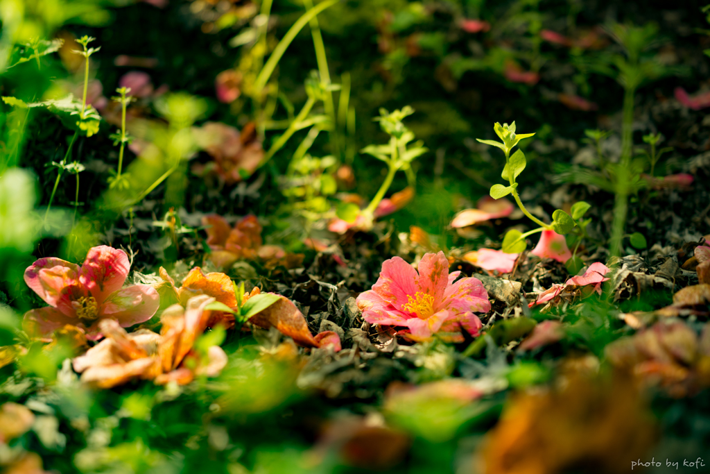 最後の華