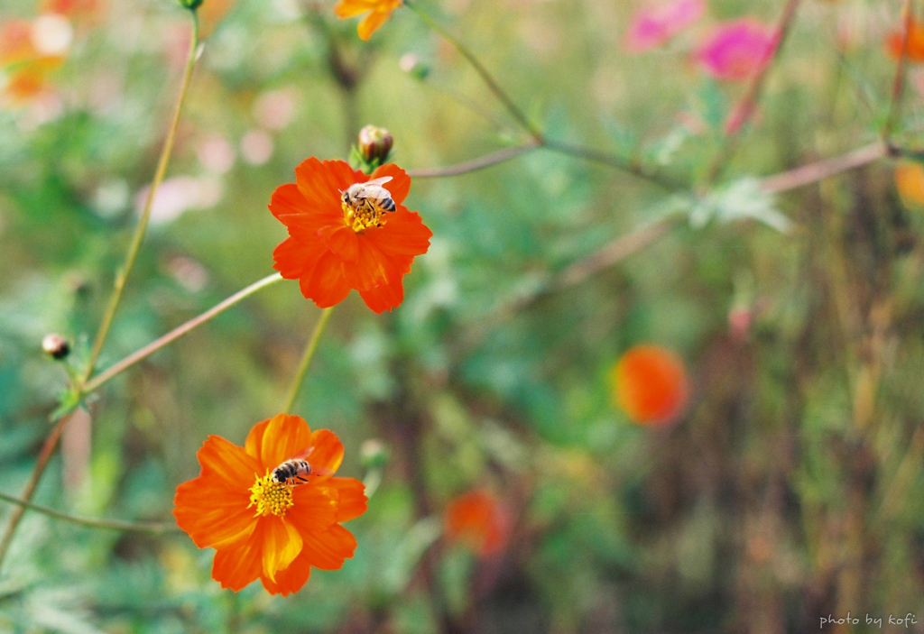 ビー・ミーツ・ビー