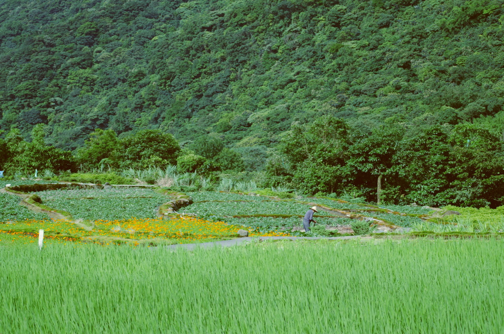 山の棚田