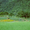 山の棚田