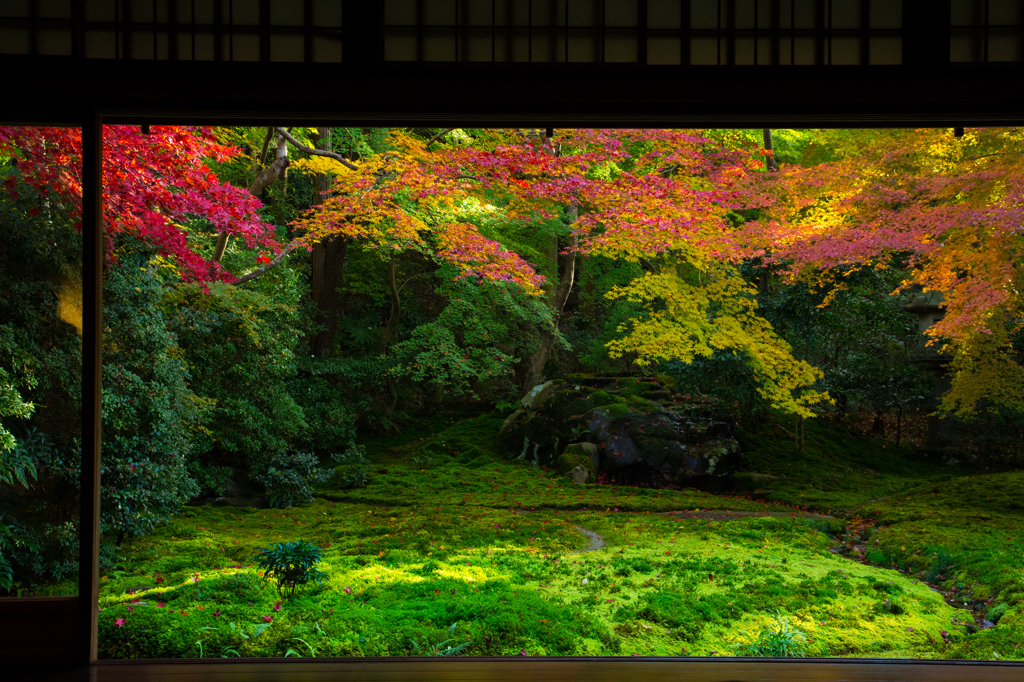 瑠璃光院紅葉 