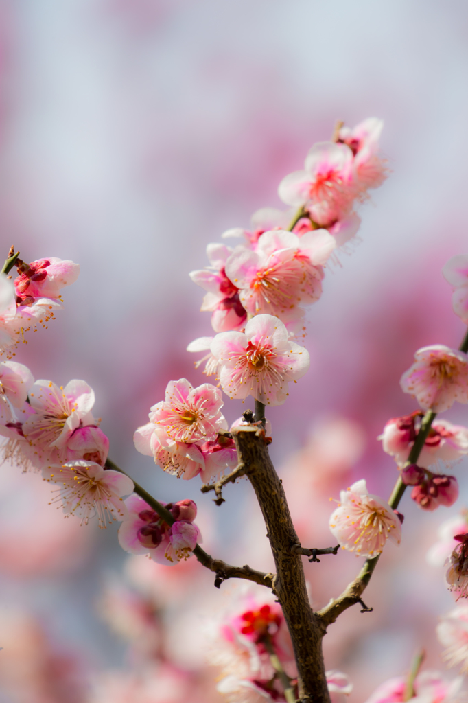 気品高く咲く梅の花