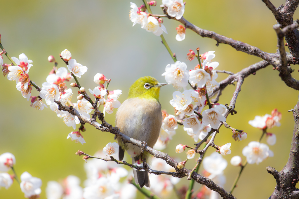 うららかな日和