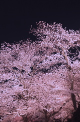 夜桜