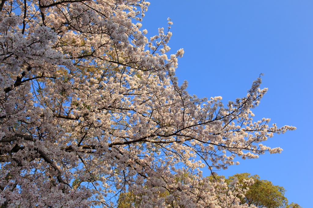 桜