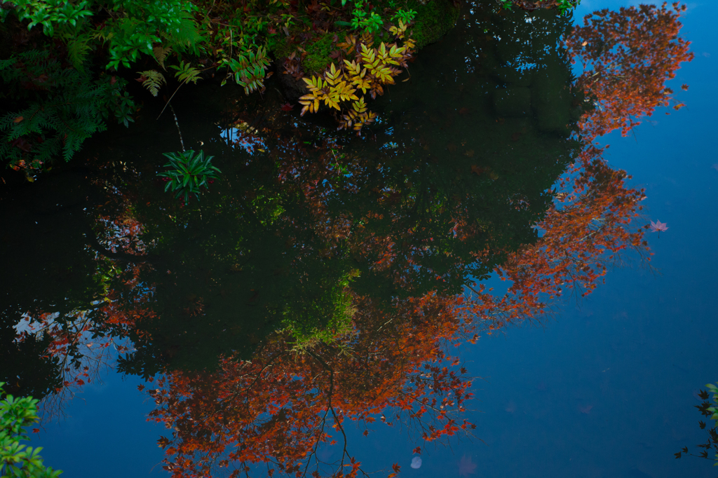 湖面の紅葉