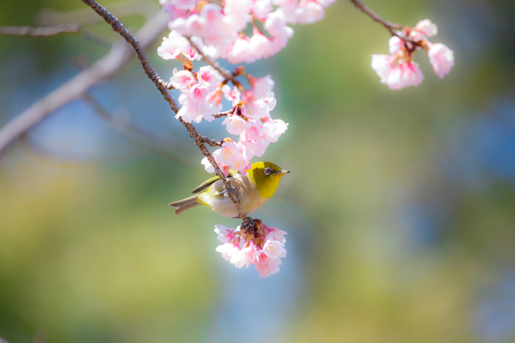 春の装い