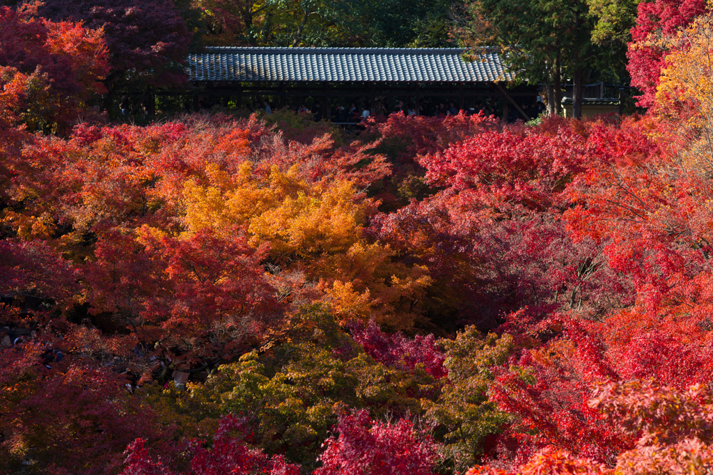東福寺の紅葉