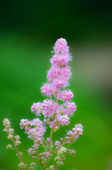 花言葉は無益