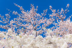 桜の奏