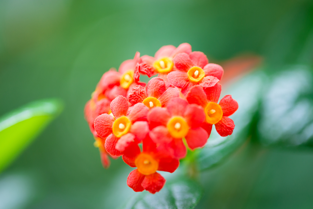 紅祭り