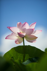 京都三室戸寺の蓮