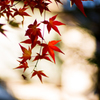 凛とした紅