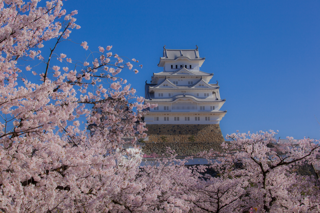 桜花爛漫の白鷺城