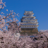 桜花爛漫の白鷺城