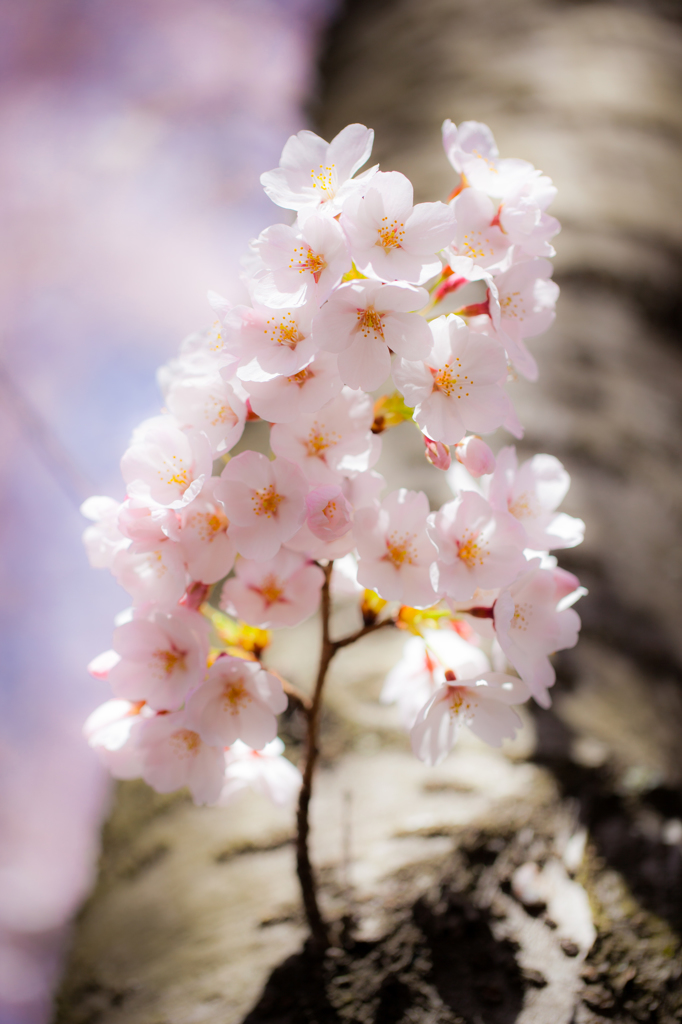 小さな桜の樹