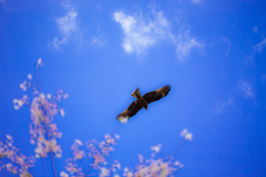 春を眺めて