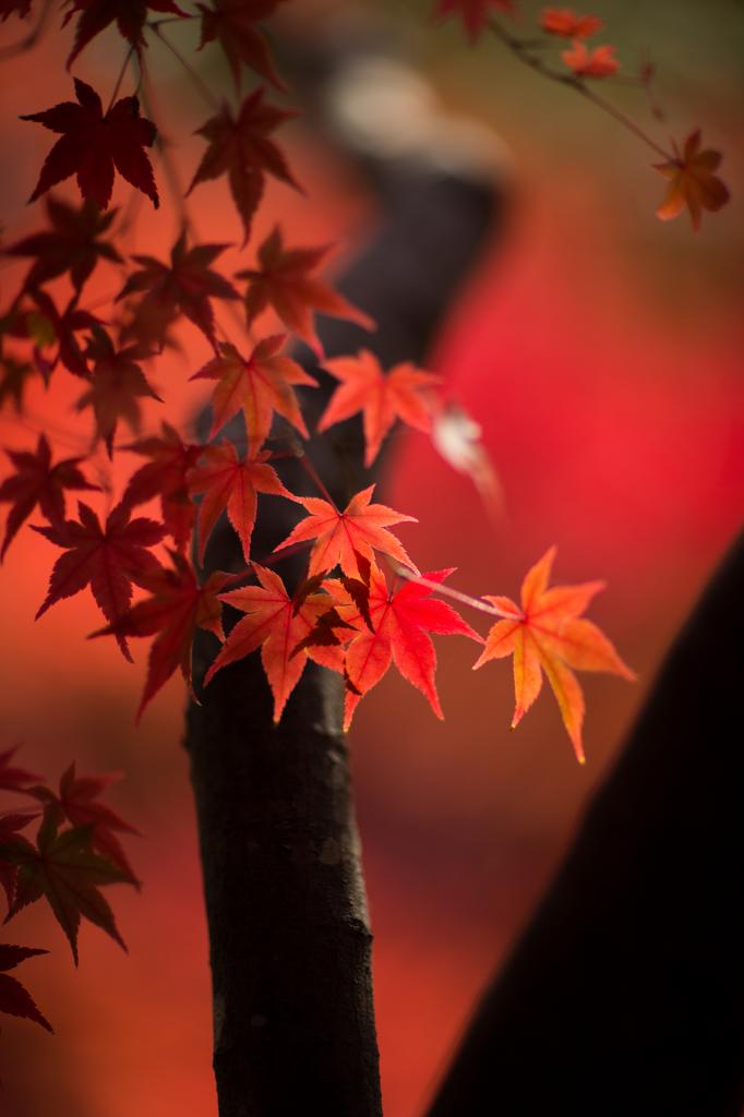 紅の報せ