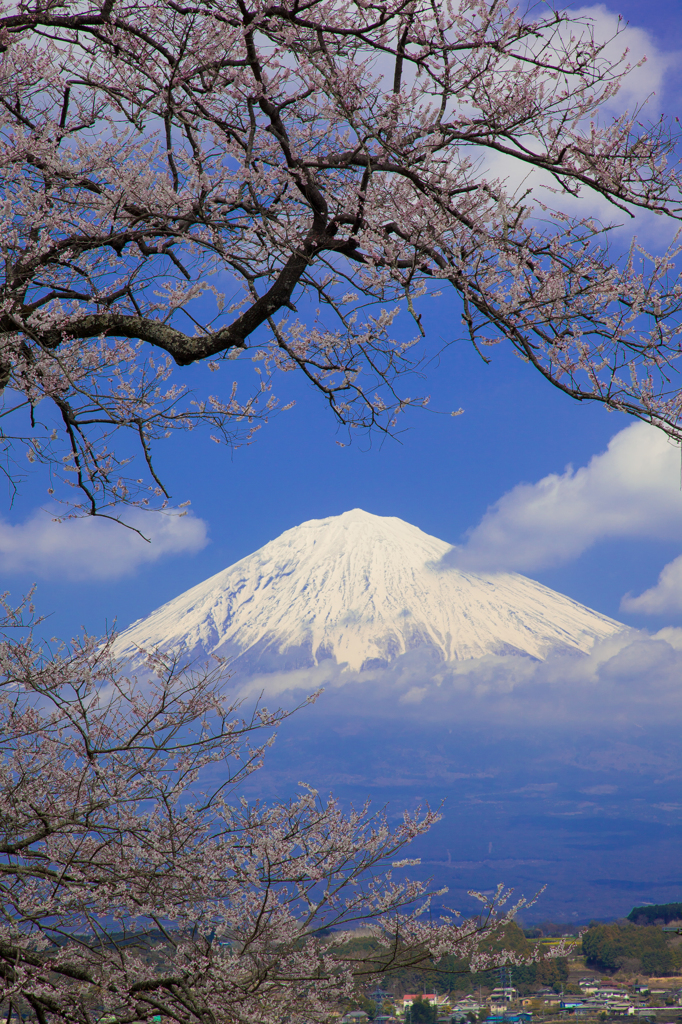 富士と桜