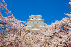 桜の城