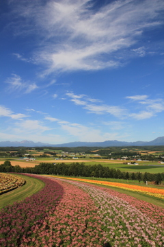 空と花