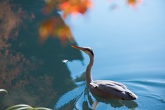 鳥と紅葉