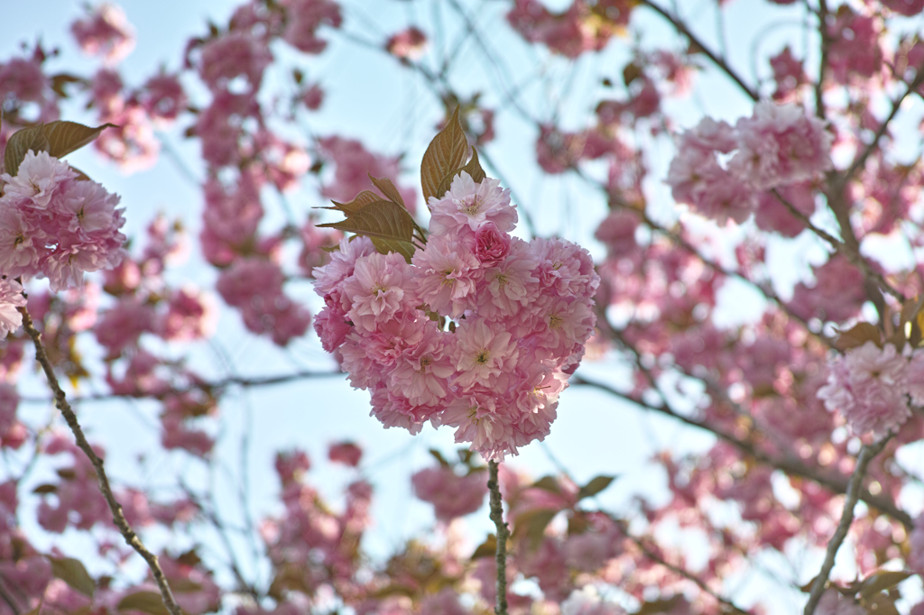 SDIM1518