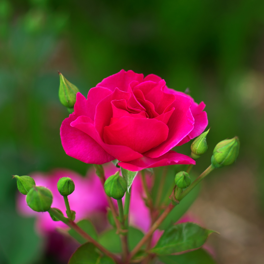 Deep pink